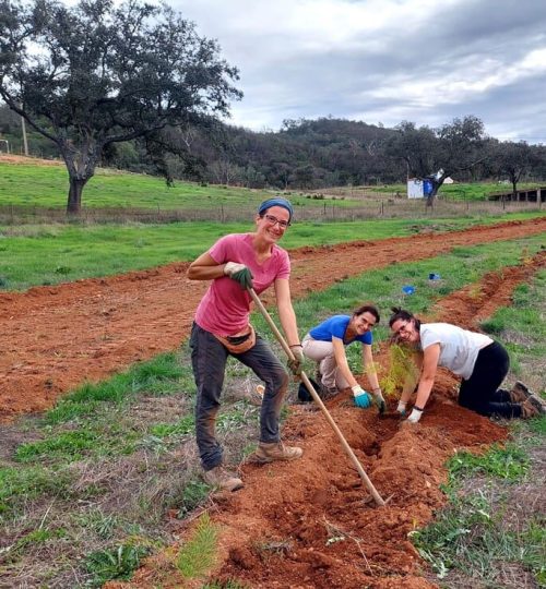 Planting 3